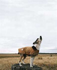 Carhartt Dog Jacket