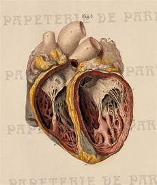 Anatomical Shoes