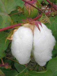 Cotton Tshirts For Men