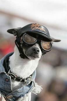 Motorcycle Jacket