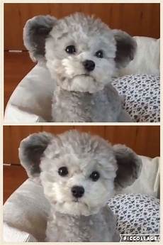 Teddy Jacket